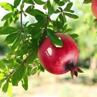 Mphmi Pomegranate Plant Annar, Anar (Grafted) - Plant