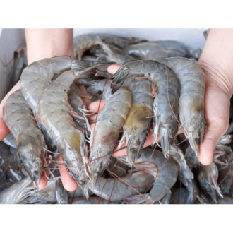 Chapra Chingri – Extra Large- (Indian White Shrimp)